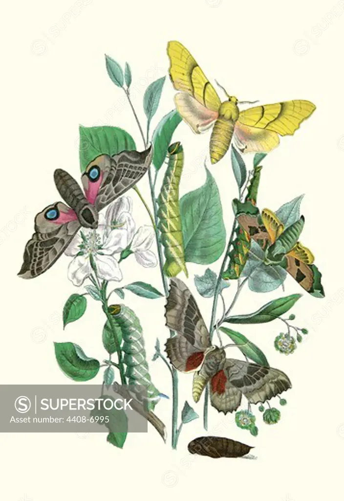 Moths: S. Tilioe, S. Quercus, S. Populi, S. Ocellatus, Insects - Butterflies & Moths