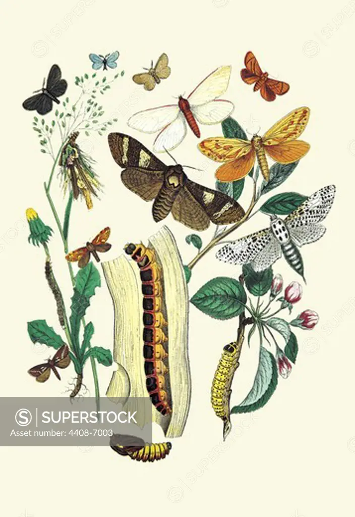 Moths: C. Ligniperda, Z. Aesculi, et al., Insects - Butterflies & Moths
