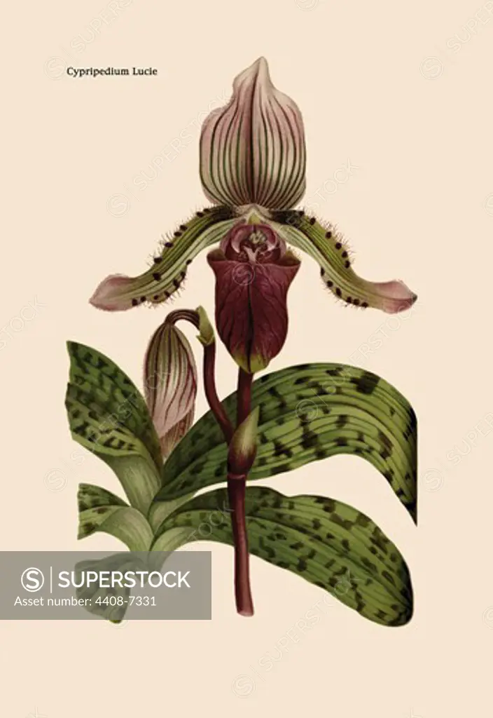 Orchid: Cypripedium Lucie, Orchids