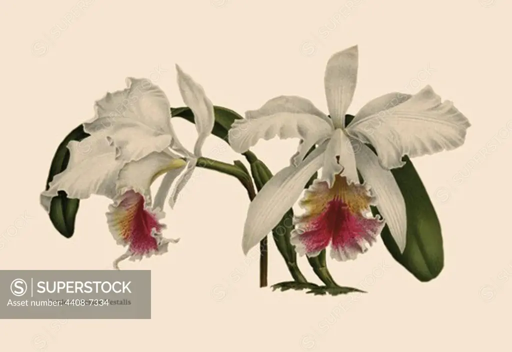 Orchid: Cattleya Mossia Vestalis, Orchids