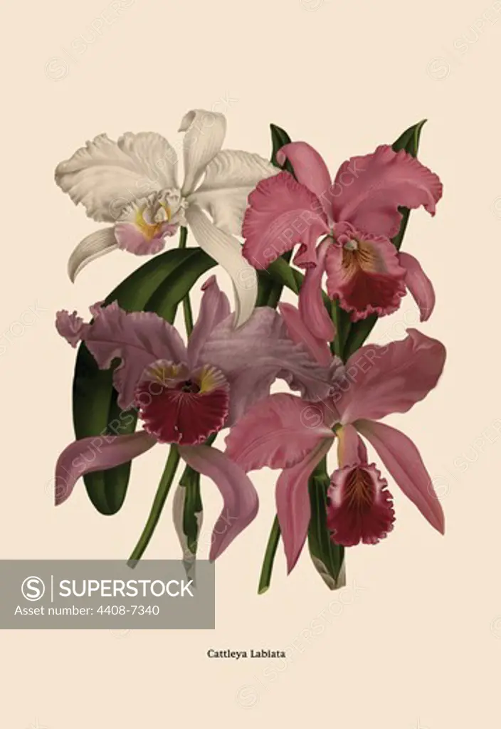 Orchid: Cattleya Labiata, Orchids