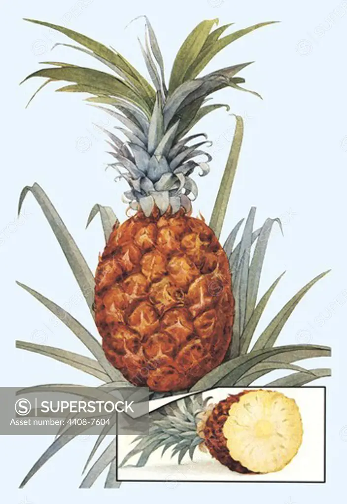 Pineapple, Fruit