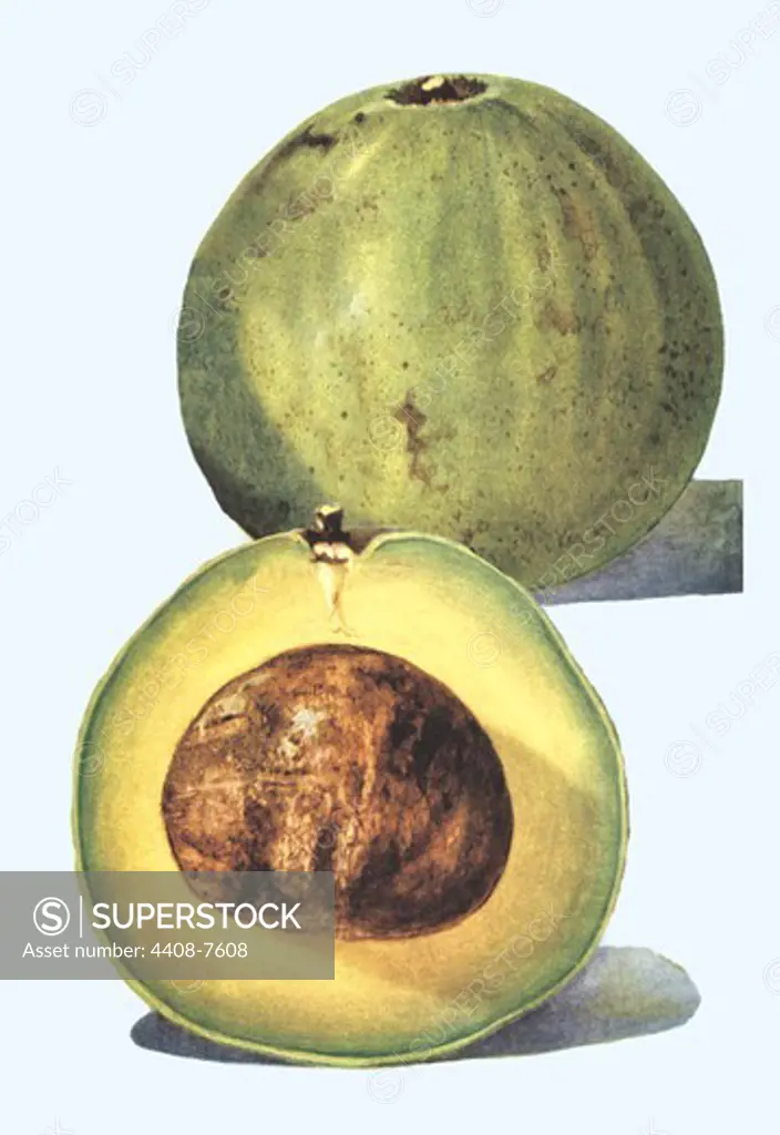 Avocado, Fruit