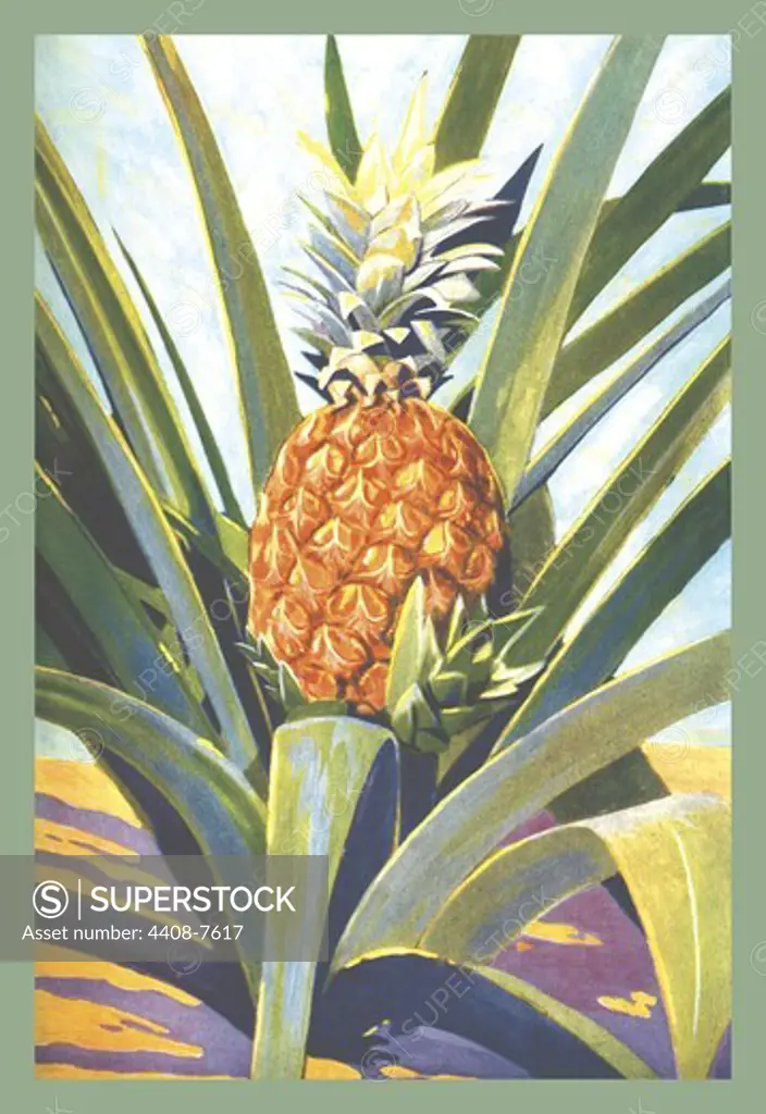 Pineapple, Fruit