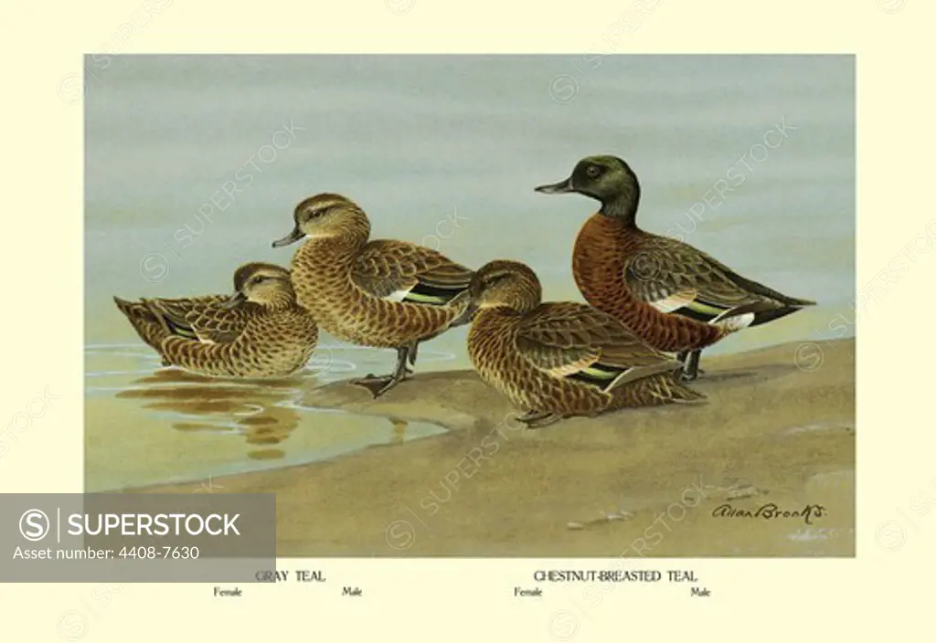Gray Teal and Chestnut-Breasted Teal, Birds - Ducks
