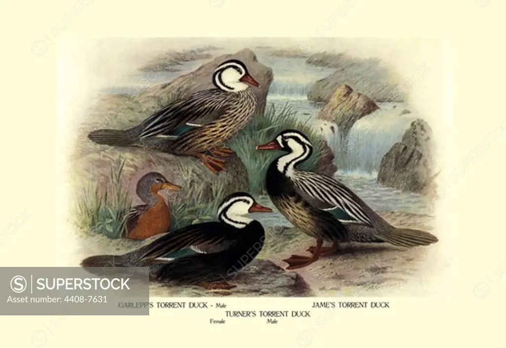 Garlepp's, Jame's and Turner's Torrent Ducks, Birds - Ducks