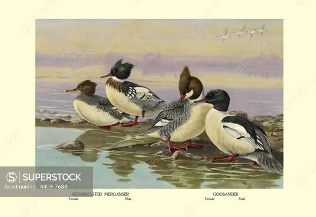 Red-Breasted Merganser and Goosander, Birds - Ducks