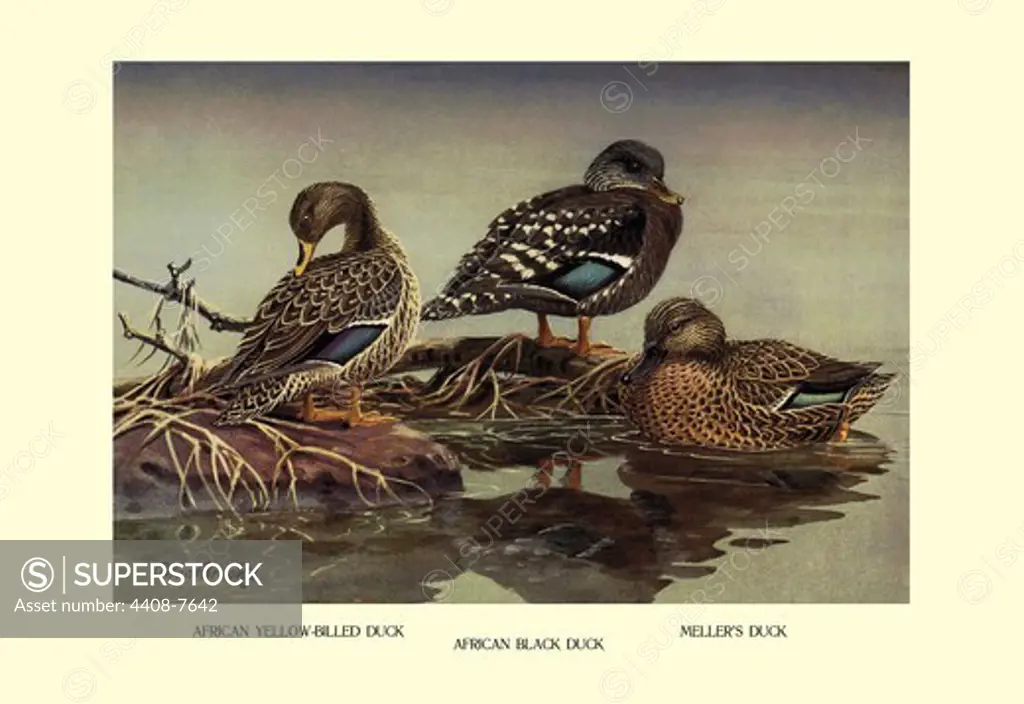 African and Meller's Ducks, Birds - Ducks