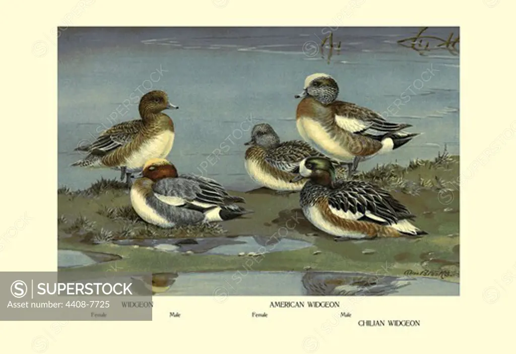 Widgeon Ducks, Birds - Ducks