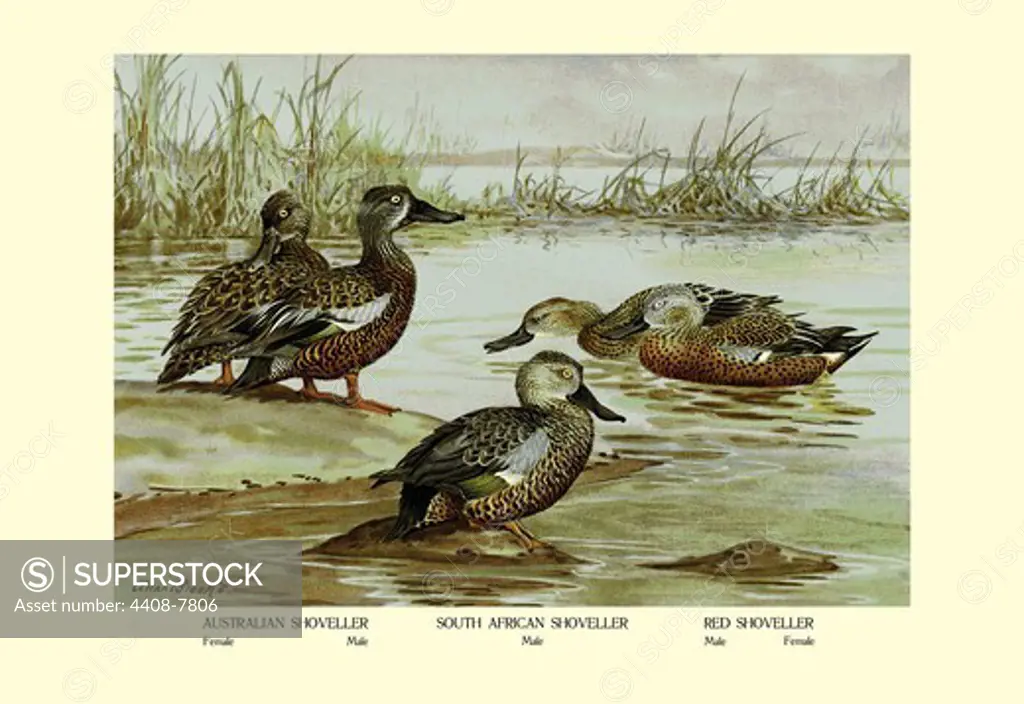 Three Types of Shoveller Ducks, Birds - Ducks