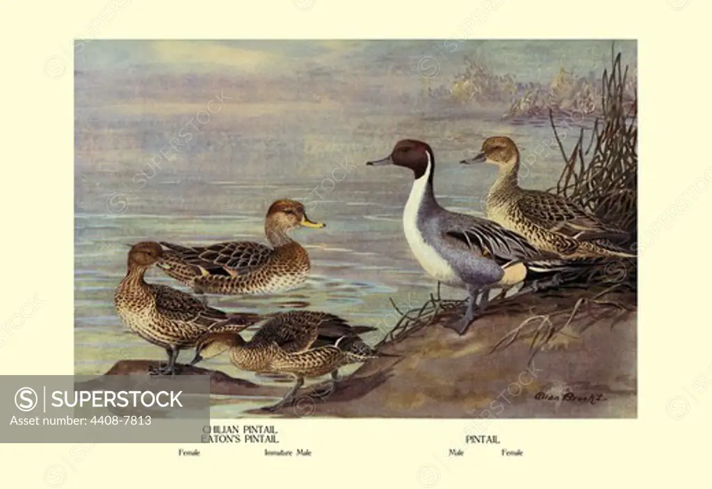 Pintail Ducks, Birds - Ducks