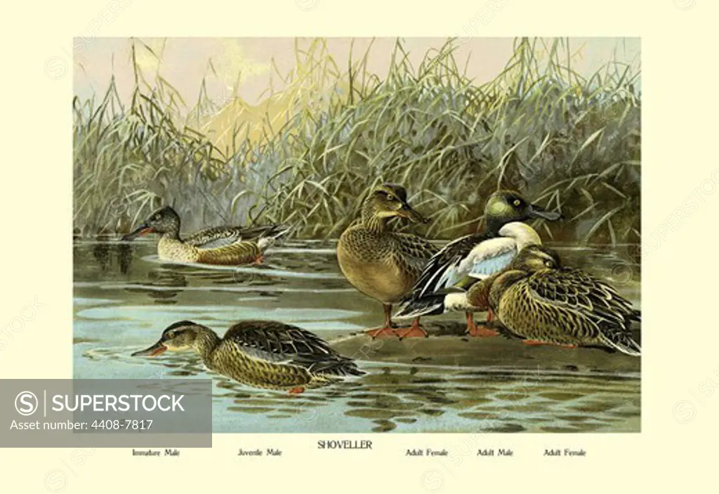Shoveller Family of Ducks, Birds - Ducks