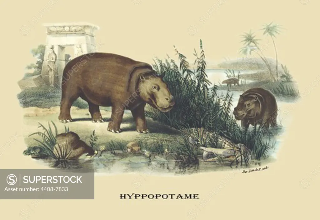 Hyppopotame (Hippopotamus), Naturalist Illustration - Noel