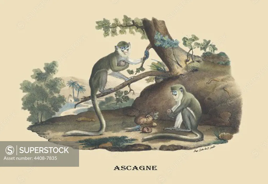 Singes (Monkeys), Naturalist Illustration - Noel