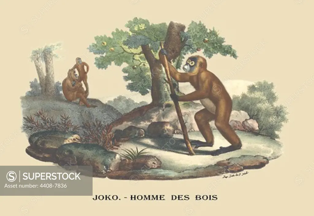 Joko - Homme des Bois (Monkey), Naturalist Illustration - Noel