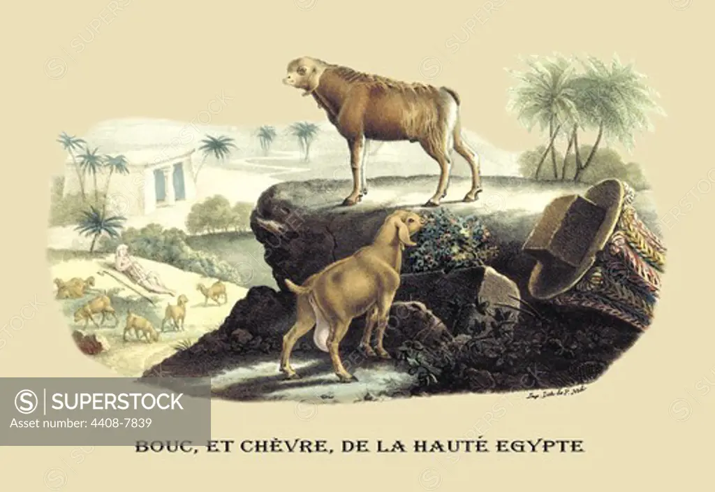 Bouc, et Chevre, de la Haute Egypte (Egyptian Goats), Naturalist Illustration - Noel