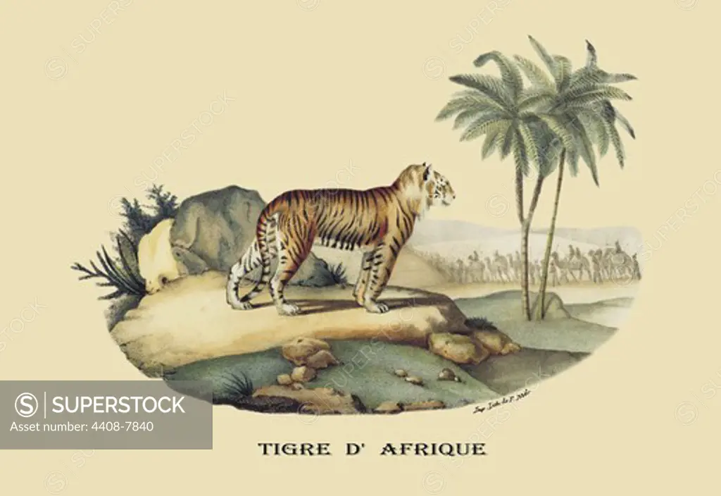 Tigre d'Afrique (Tiger), Naturalist Illustration - Noel