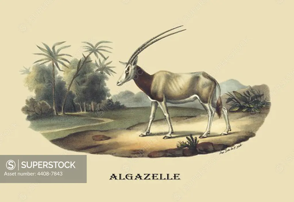 Algazelle (Gazelle), Naturalist Illustration - Noel