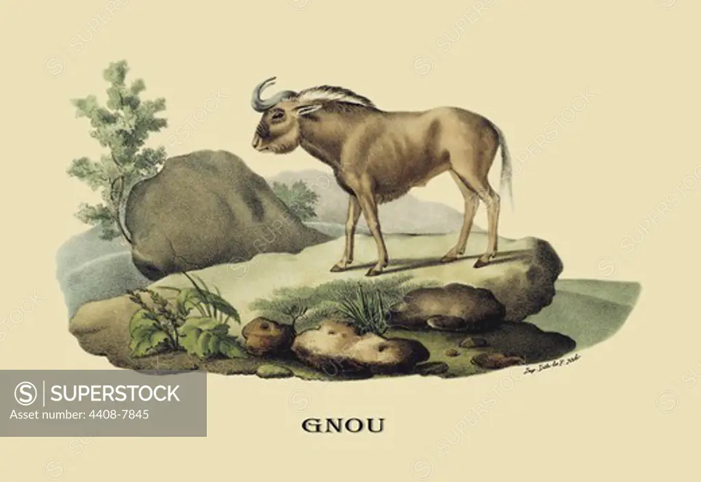 Gnou, Naturalist Illustration - Noel