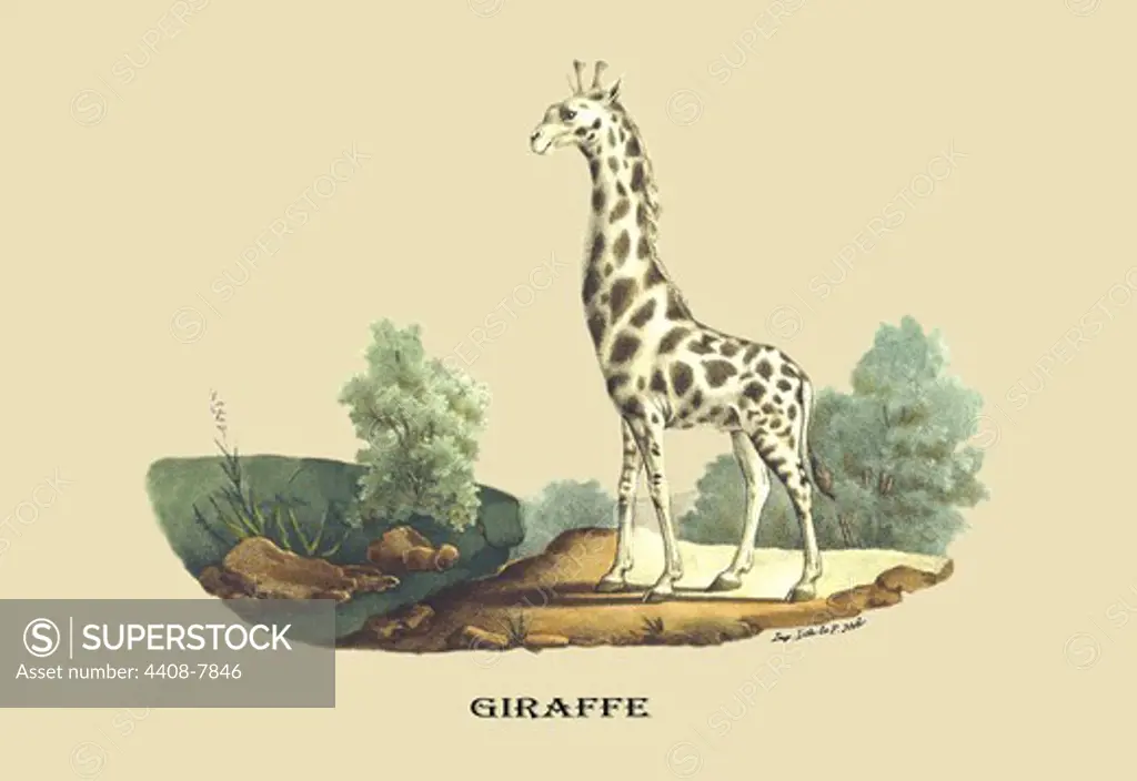 Giraffe, Naturalist Illustration - Noel
