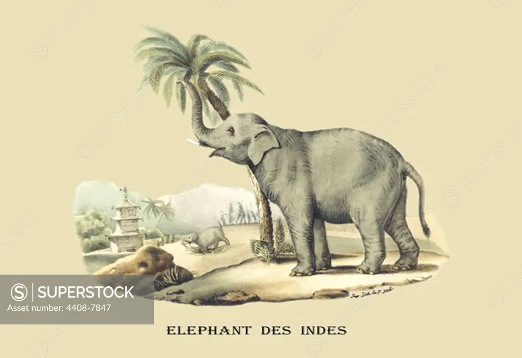 Elephant d'Inde, Naturalist Illustration - Noel