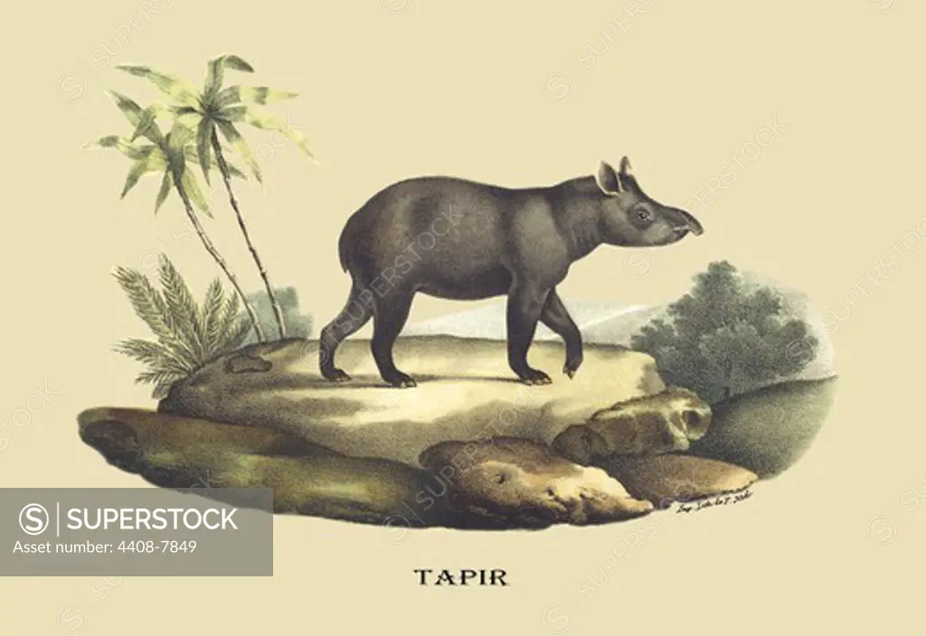 Tapir, Naturalist Illustration - Noel