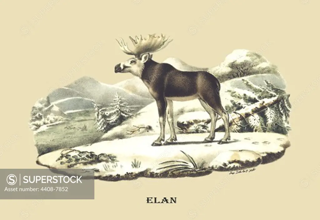 Elan, Naturalist Illustration - Noel