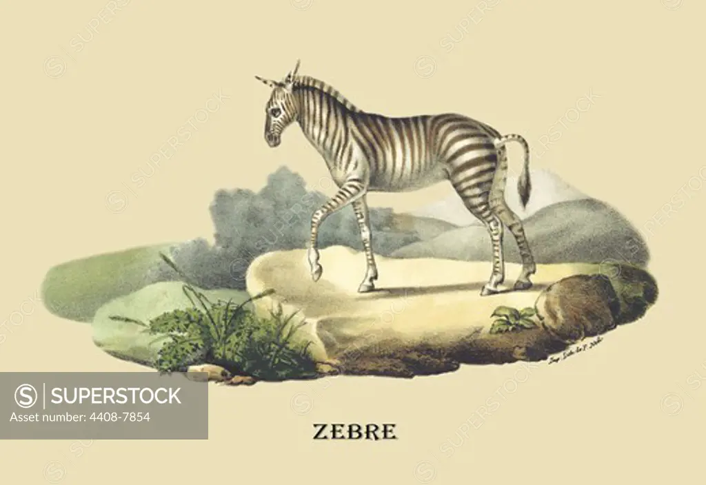 Zebre (Zebra), Naturalist Illustration - Noel