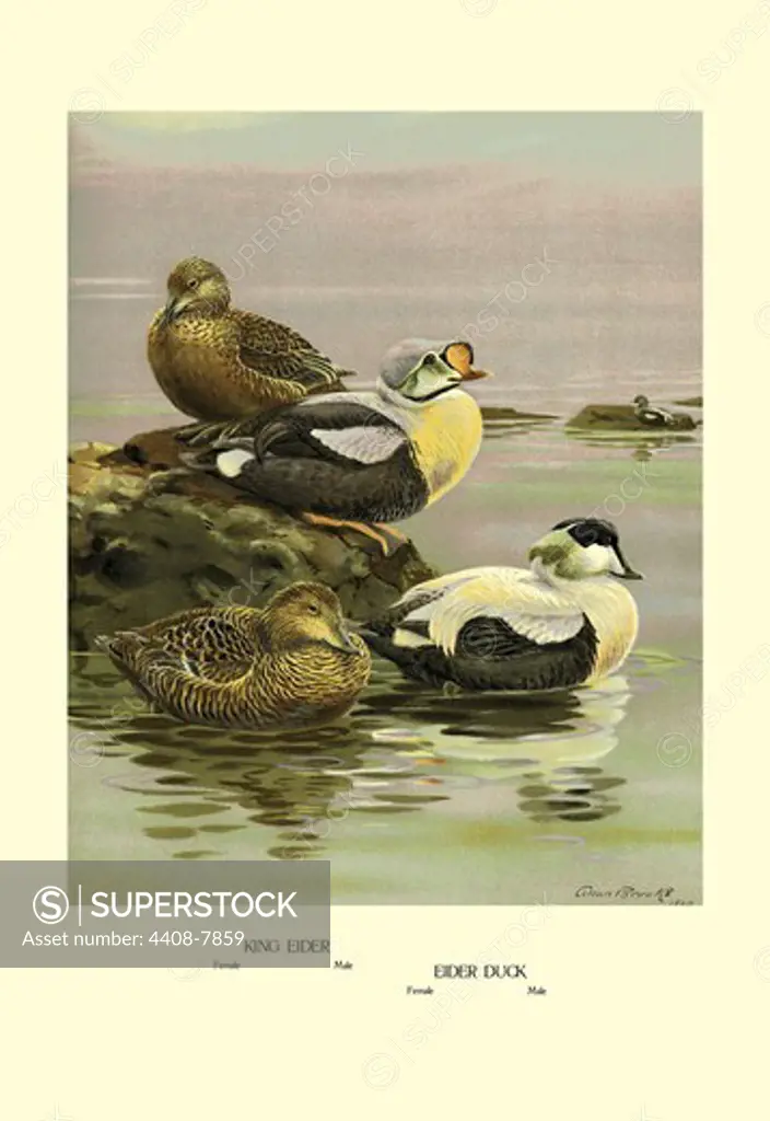 Eider and King Eider Ducks, Birds - Ducks