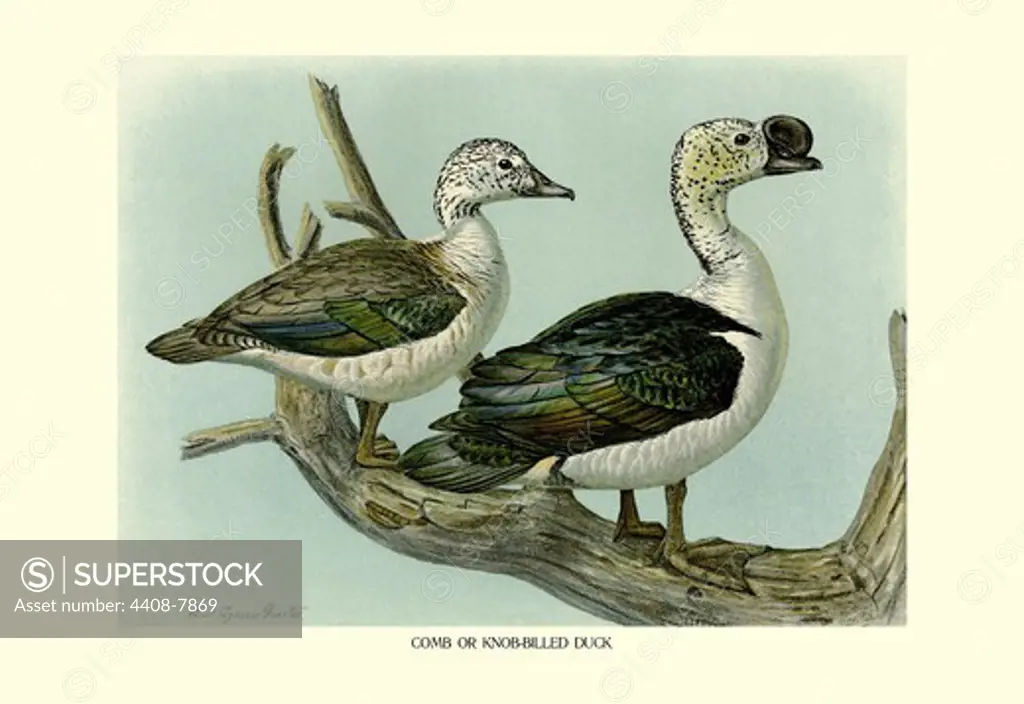 Comb or Knob-Billed Ducks, Birds - Ducks
