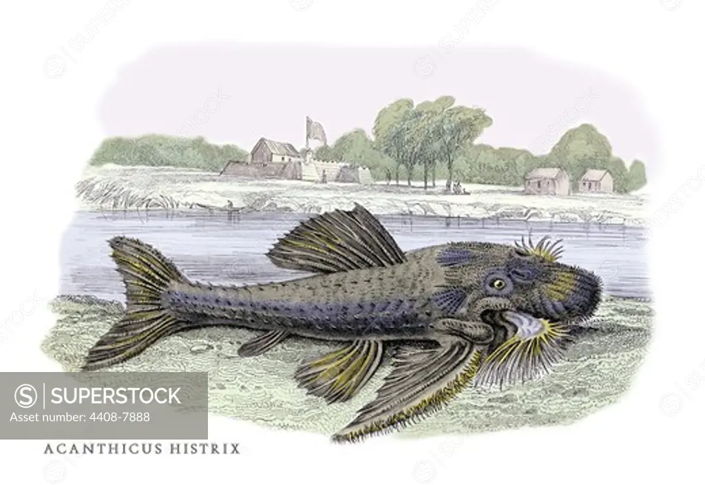 Acanticus Histrix, Ichthyology - Fish