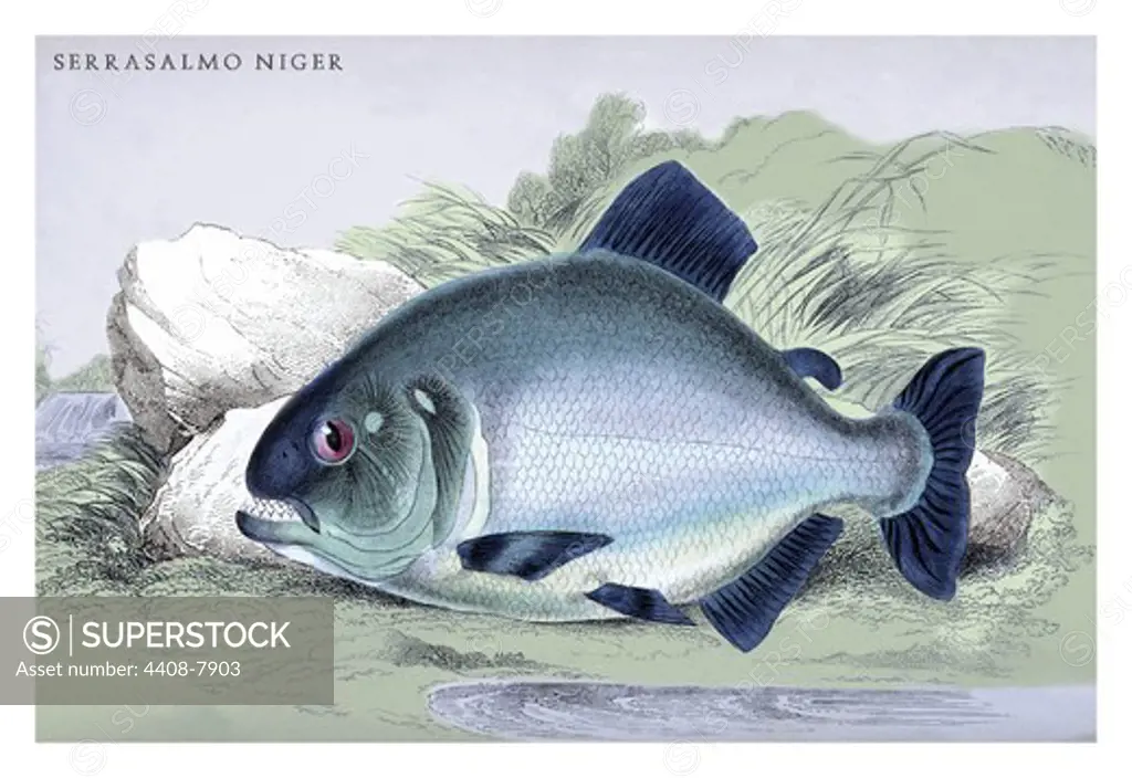 Serrasalmo Niger, Ichthyology - Fish