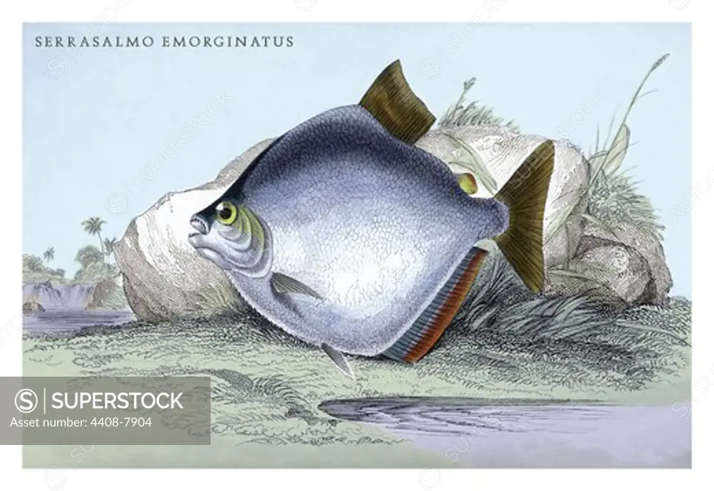 Serrasalmo Emerginatus, Ichthyology - Fish