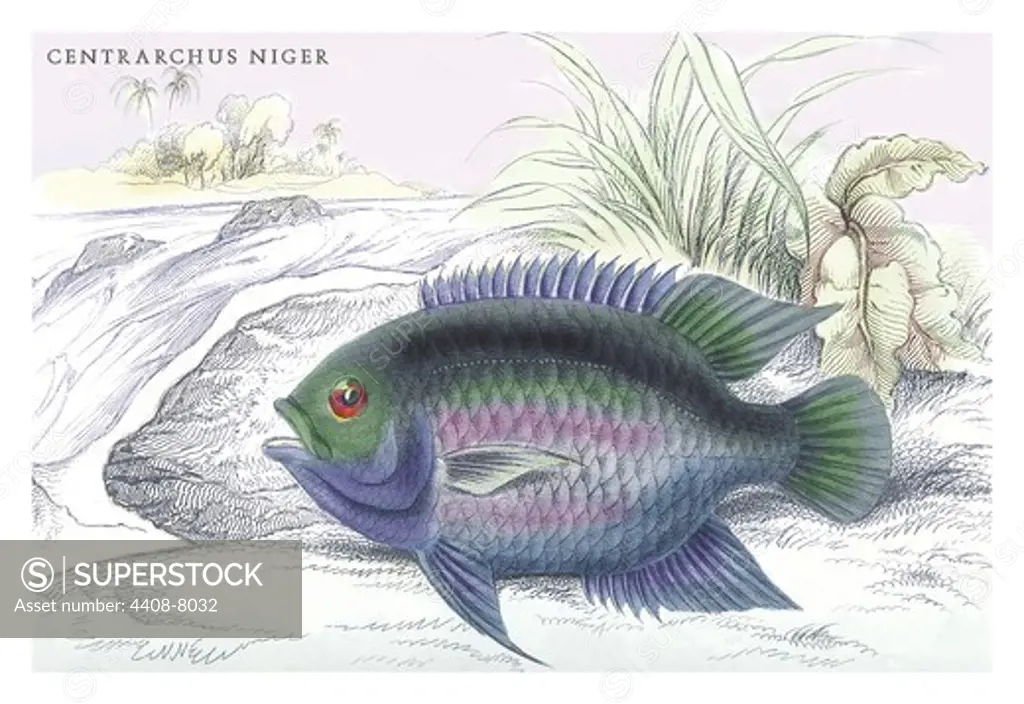 Centrarchus Niger, Ichthyology - Fish