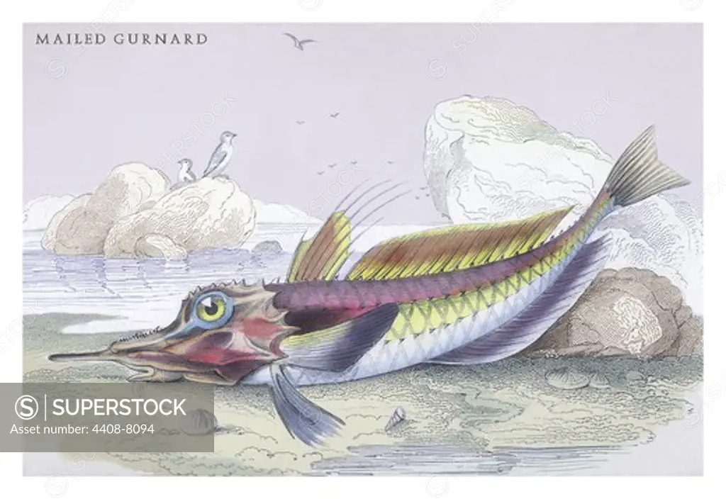 Mailed Gurnard, Ichthyology - Fish