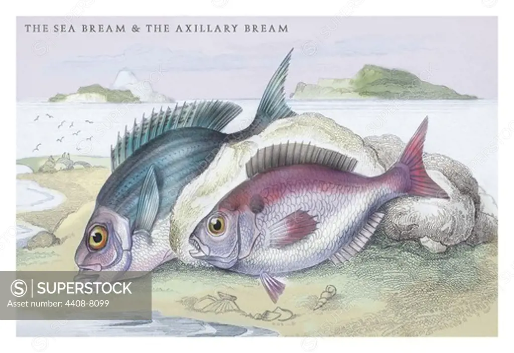 Sea Bream and the Axillary Bream, Ichthyology - Fish