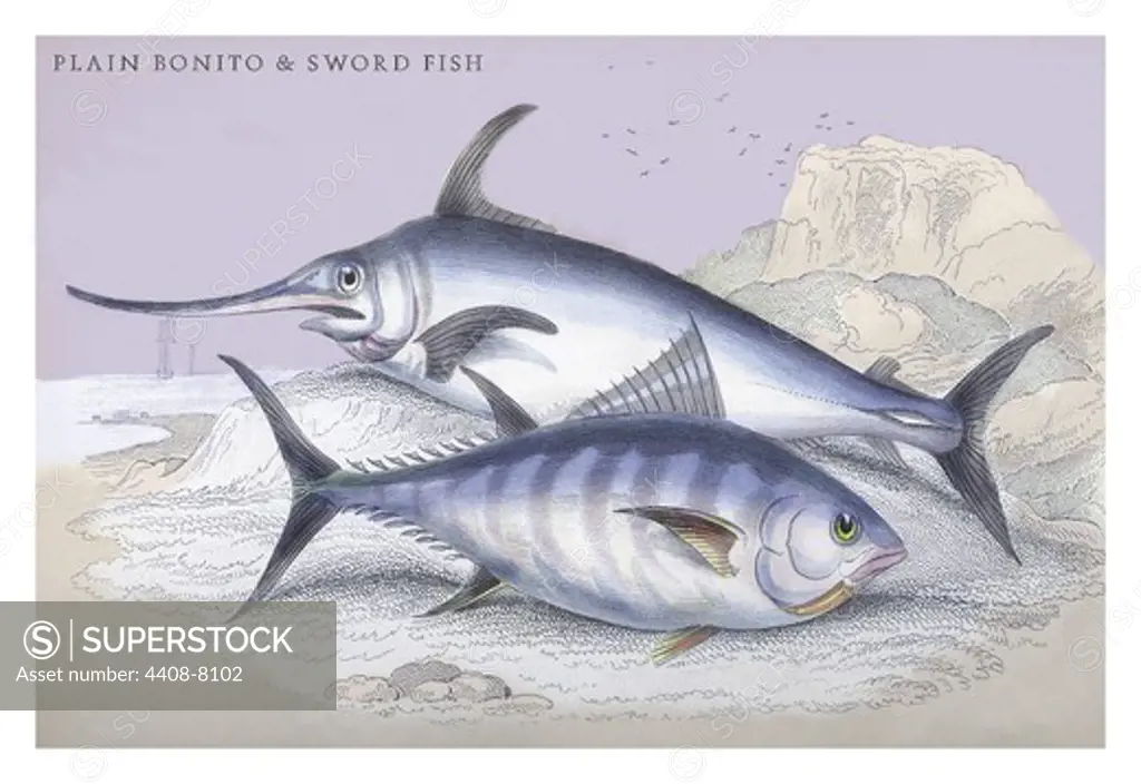 Plain Bonito and Swordfish, Ichthyology - Fish