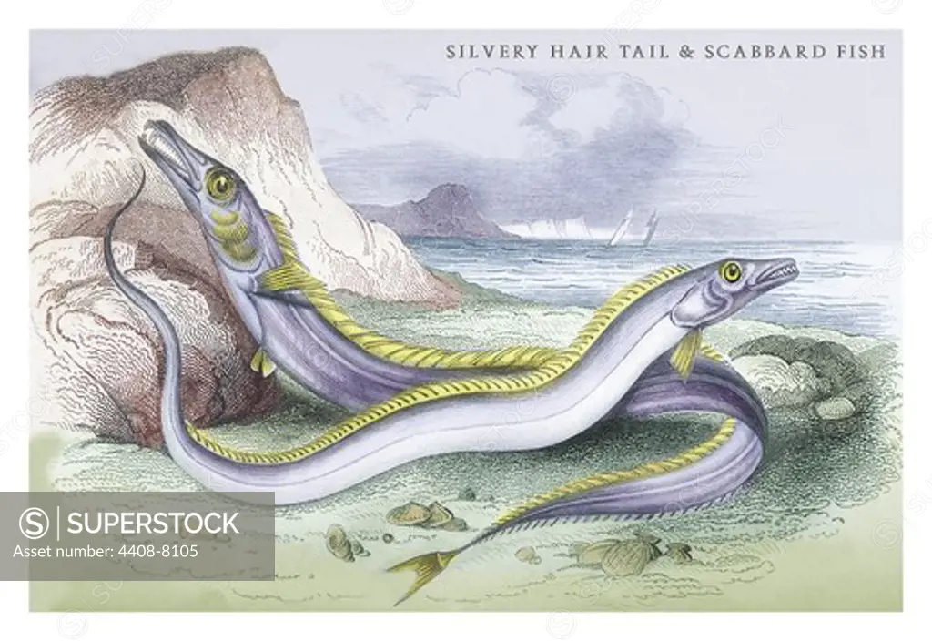 Silvery Hairtail and Scabbard Fish, Ichthyology - Fish