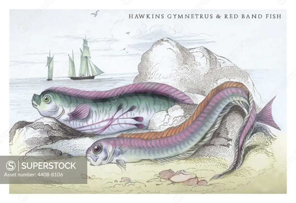Hawkins Gymnetrus and Red Band Fish, Ichthyology - Fish