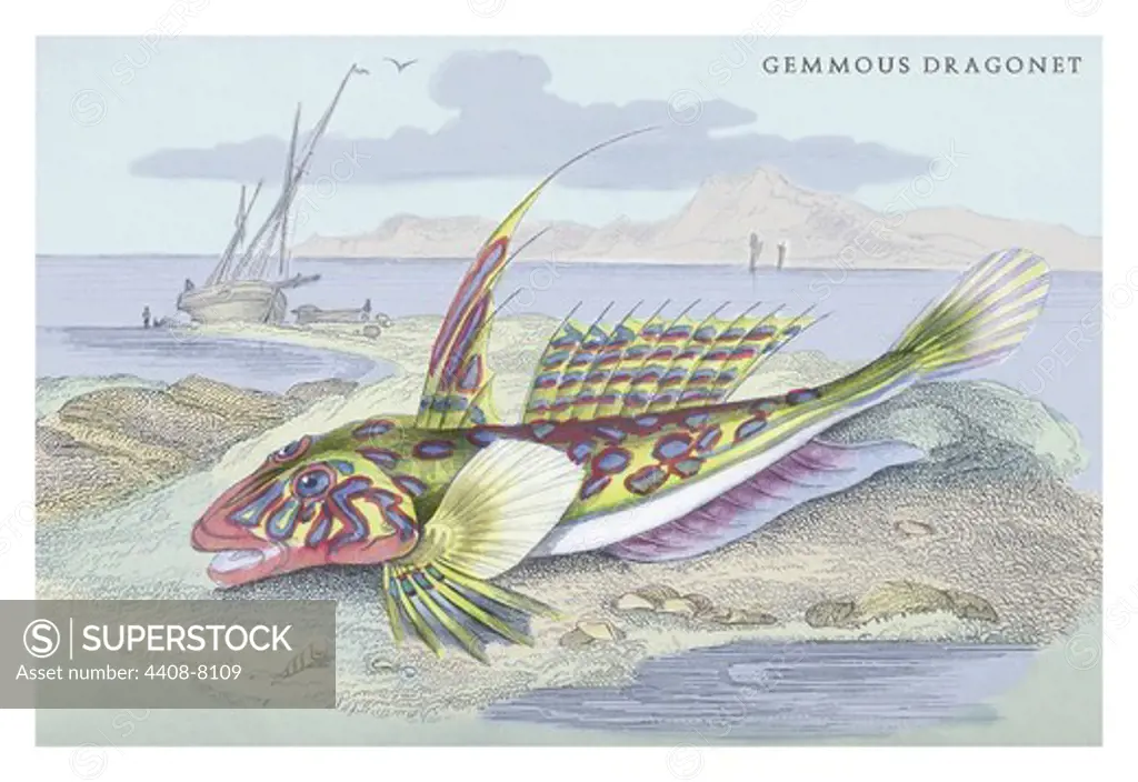 Gemmous Dragonet, Ichthyology - Fish