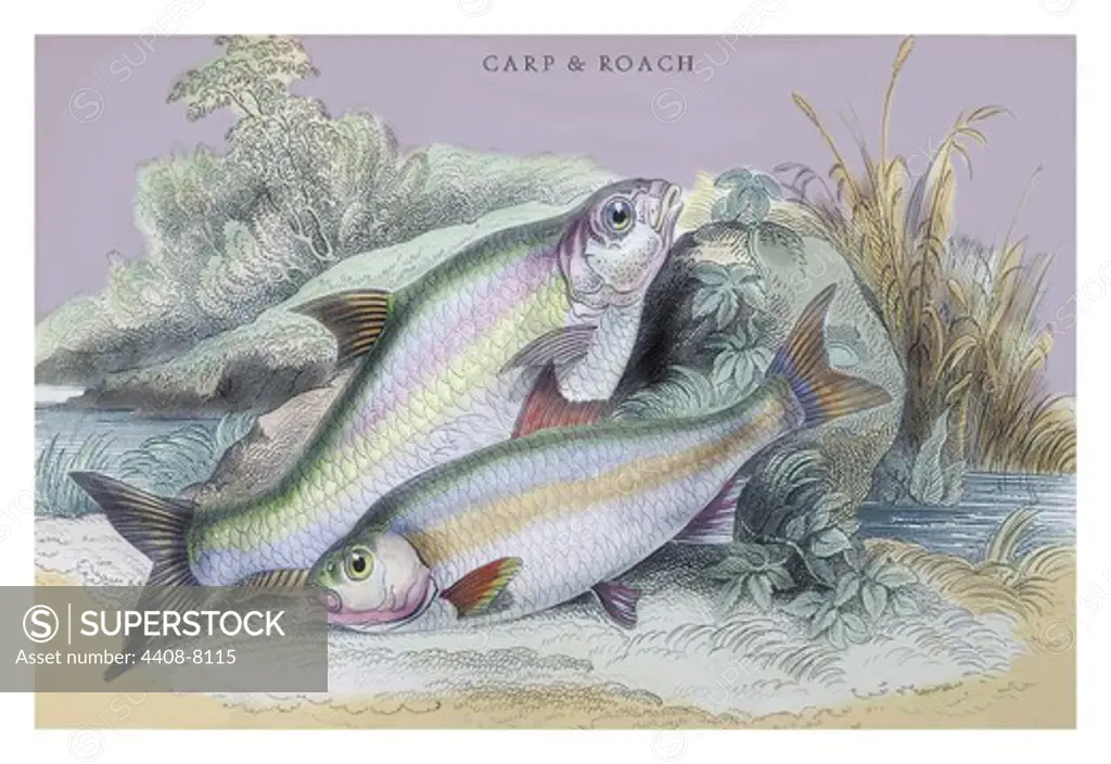 Carp Bream and Roach, Ichthyology - Fish