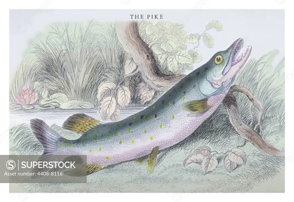 Pike, Ichthyology - Fish
