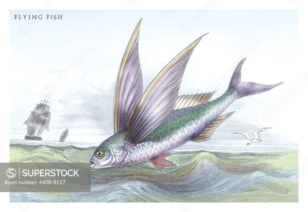 Flying Fish, Ichthyology - Fish
