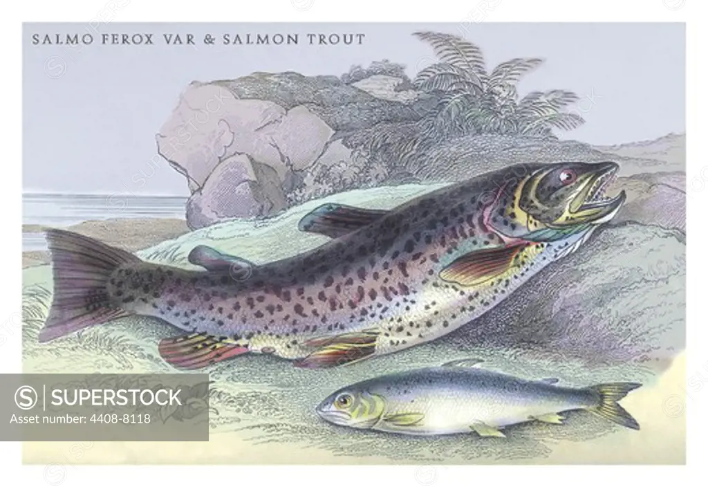 Salmon Feroxvar and Salmon Trout, Ichthyology - Fish