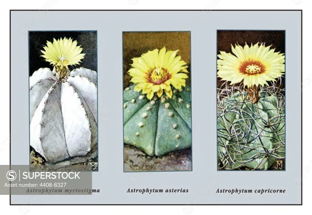 Astrophytum Myriostigma, Cacti & Succulents
