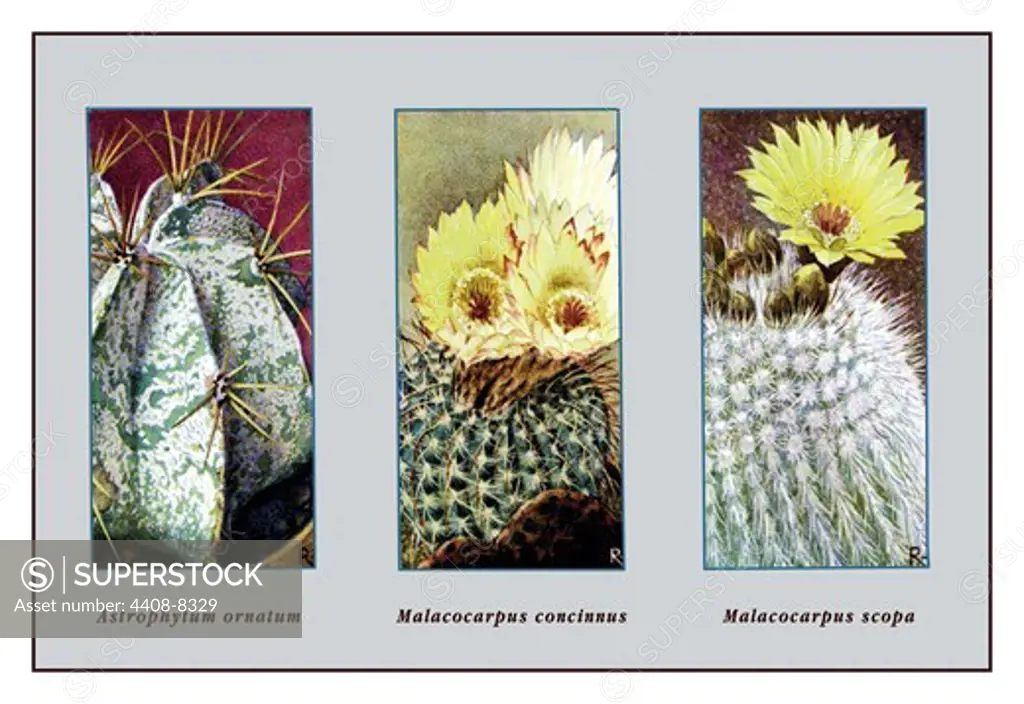 Astrophytum Ornatum, Cacti & Succulents