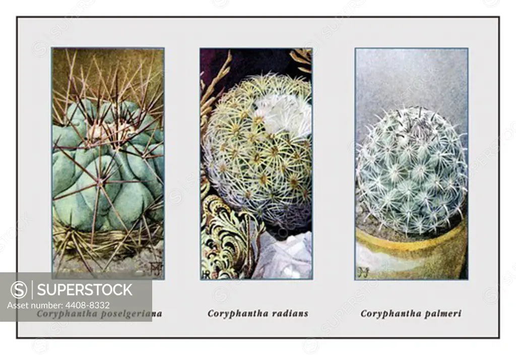 Coryphantha Poselgeriana, Cacti & Succulents