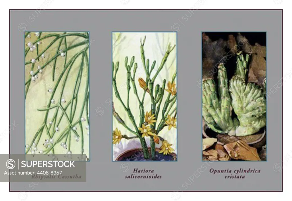 Rhipsalis Cassutha, Cacti & Succulents