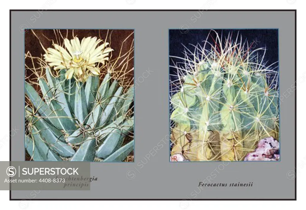 Leuchtenbergia Principis, Cacti & Succulents