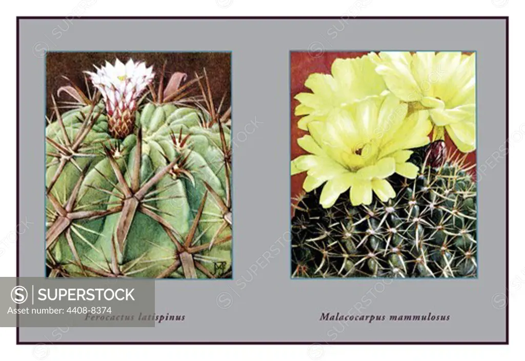Ferocactus Latispinus, Cacti & Succulents